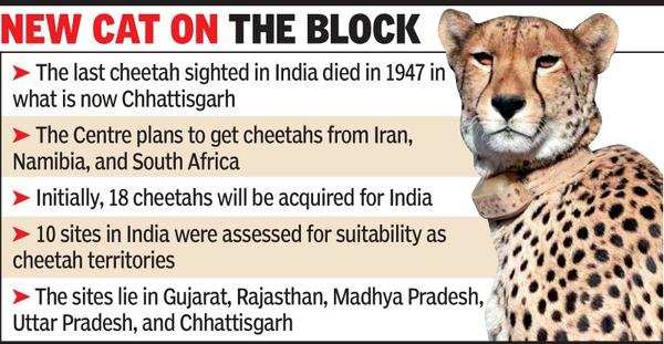 Cheetahs in Gujarat! Not so fast, says state government | Ahmedabad News -  Times of India
