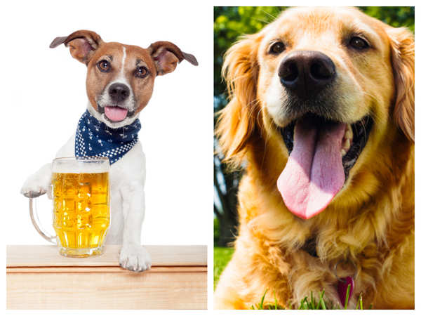 Imagine your dog earning a salary of $20,000 for tasting beer? - Times of  India