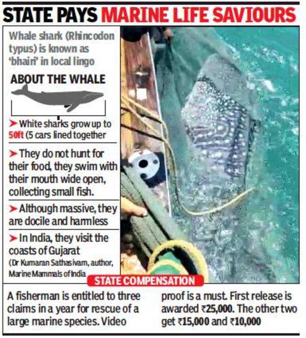 Maharashtra: Fisherman snips net as 1,500kg whale rocks boat to set self  free