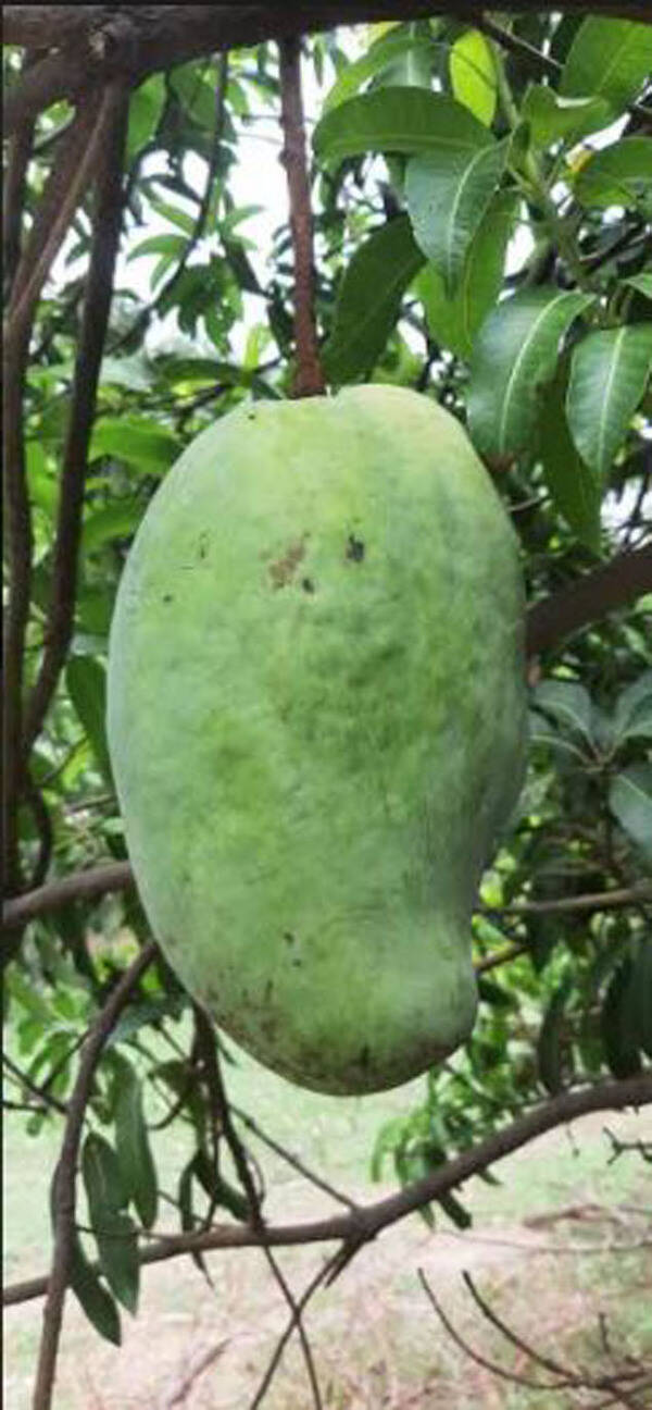 mango 1