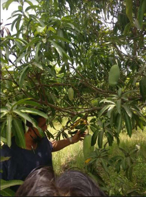 mango 2
