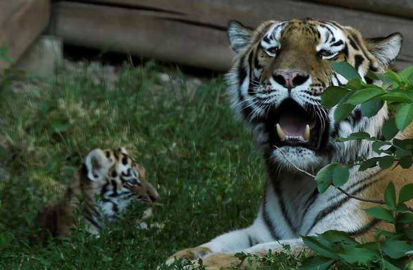 Excited' Polish zoo unveils rare Siberian tiger cubs