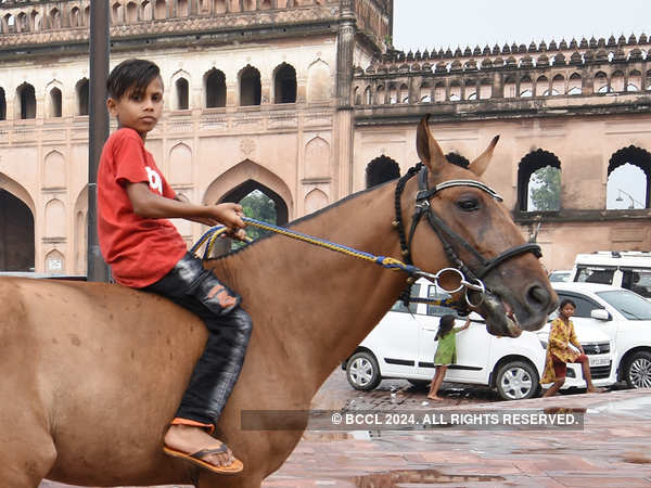 Lucknow Police and PETA come forward to ease the pain of horses in