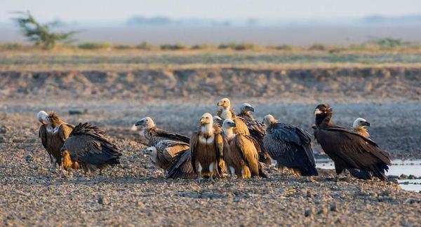 Research Findings: New Toxic Threat Preying On Vultures In Gujarat ...