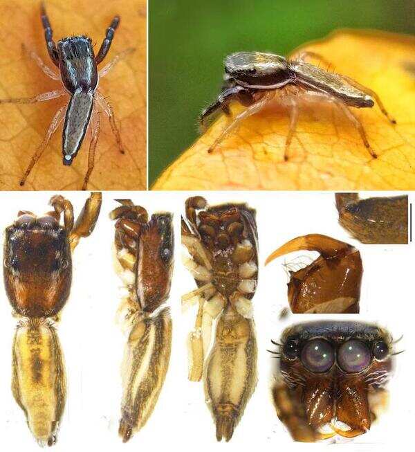 Gujarat in web of spider discoveries | Ahmedabad News - Times of India