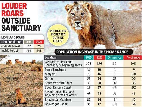 Lion numbers in Gujarat see a 8% rise, cross 700 | Ahmedabad News