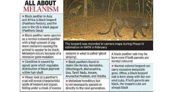 Maharashtra: Black leopard recorded in Navegaon forest | Nagpur News - Times of India Maharashtra: Black leopard recorded in Navegaon forest | Nagpur News - Times of India