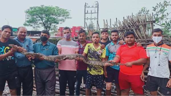 Navi Mumbai: Four Indian rock pythons rescued amid heavy rains | Navi ...