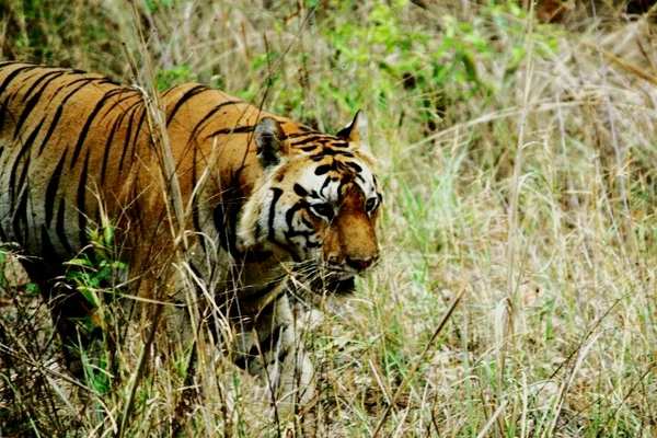 City wildlife enthusiasts relive their encounters with tigers | Kolkata  News - Times of India