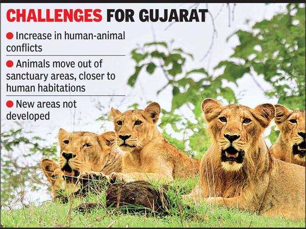 Gujarat: Lion land gets least funds for habitat | Ahmedabad News - Times of  India