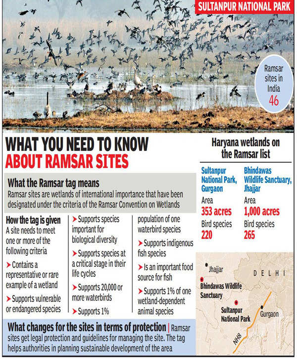 Sultanpur, Bhindawas wetlands near Delhi get Ramsar tag | Gurgaon News -  Times of India