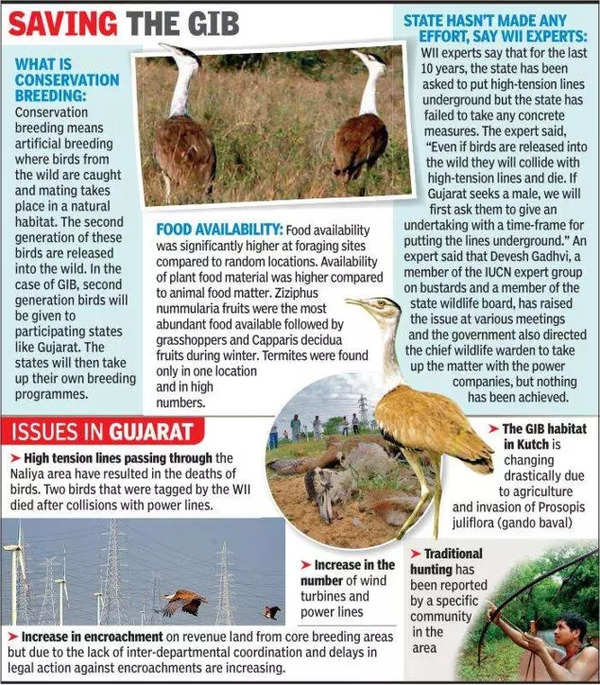 Gujarat: Four Great Indian Bustards sighted in Kutch | Rajkot News ...