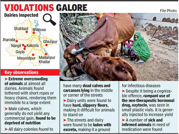 Dairies across Delhi flout rules, flag activists | Delhi News - Times of  India