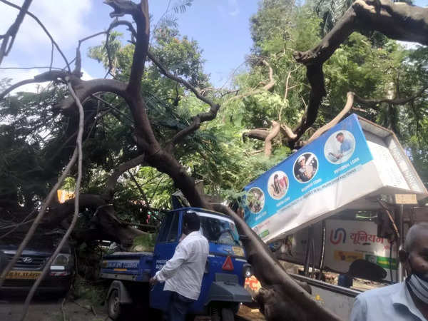 Mumbai: Tree collapses on Maharshi Karve road near Mantralaya | Mumbai ...