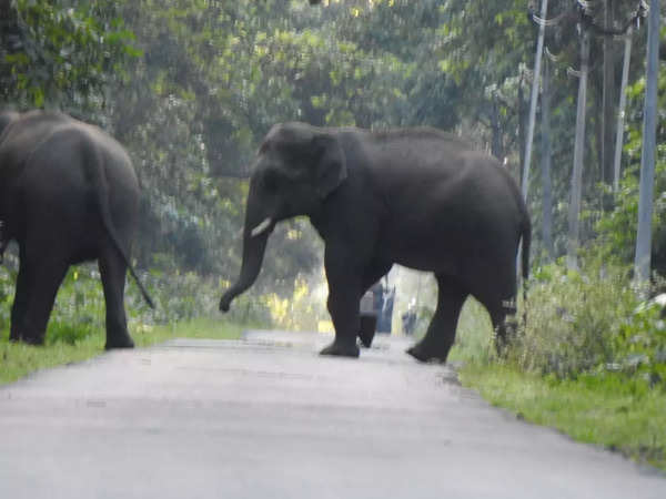 Uttar Pradesh: After 1980s, wild elephants trek on forgotten corridor