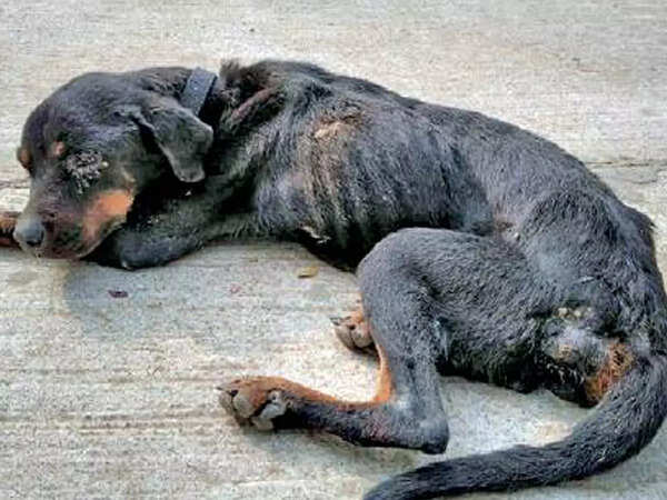 This Rotweiller was rescued after it was found in a severely malnourished state with an illegal breeder