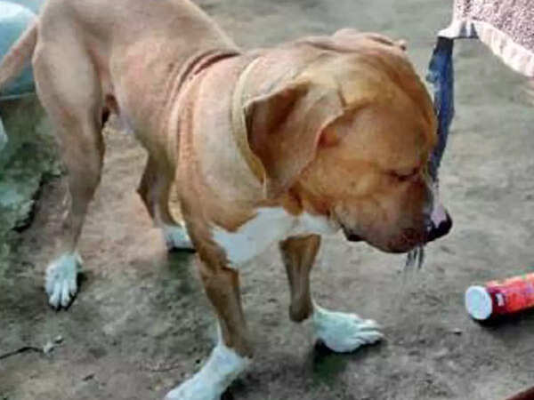 This Great Dane was abandoned after breeders noticed it was born with deformed legs—result of inbreeding