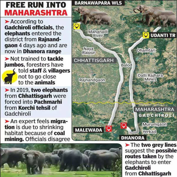 Chhattisgarh elephants make way into Gadchiroli, injure farmer | Nagpur