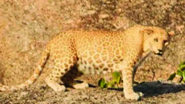 Rajasthan first in the country to launch project leopard - Hindustan Times