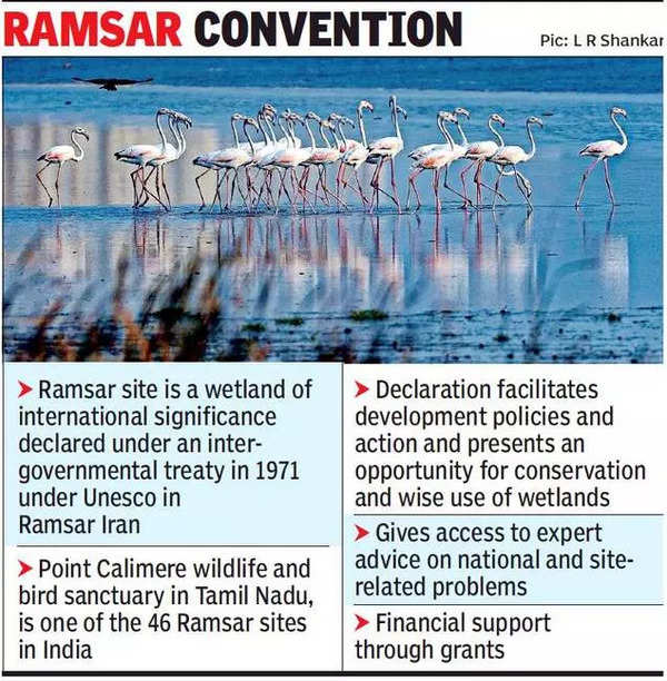 pallikaranai-news-tamil-nadu-wants-pallikaranai-declared-ramsar-site