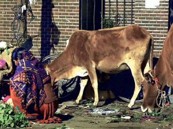 Stray animals roam freely, causing mishaps as Lucknow Municipal Corporation  remains a spectator | Lucknow News - Times of India