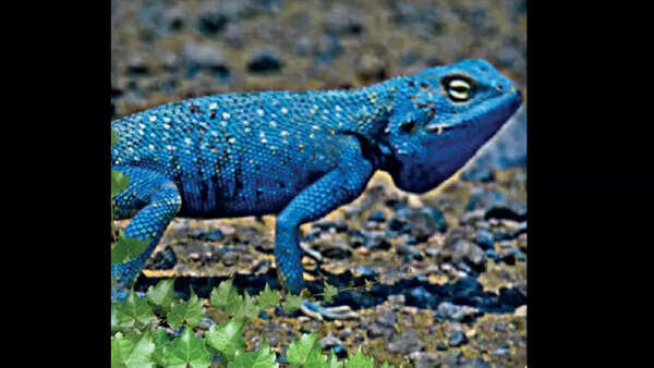 Slithering wealth: Gujarat's pride in reptile world | Ahmedabad News - Times of India Slithering wealth: Gujarat's pride in reptile world | Ahmedabad News - Times of India
