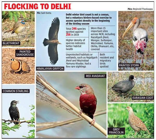 Delhi: Rare treat excites bird watchers as latest count throws up 246 ...