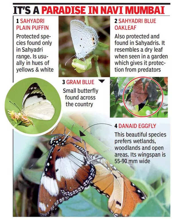 Maharashtra Researcher finds 45 butterfly species in Kharghar, 4 of