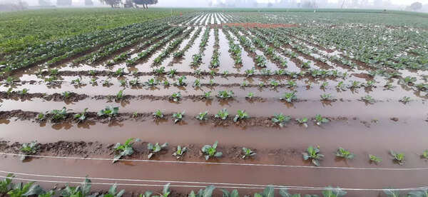 Farmers demand compensation for crop loss due to excessive rain, BKU ...