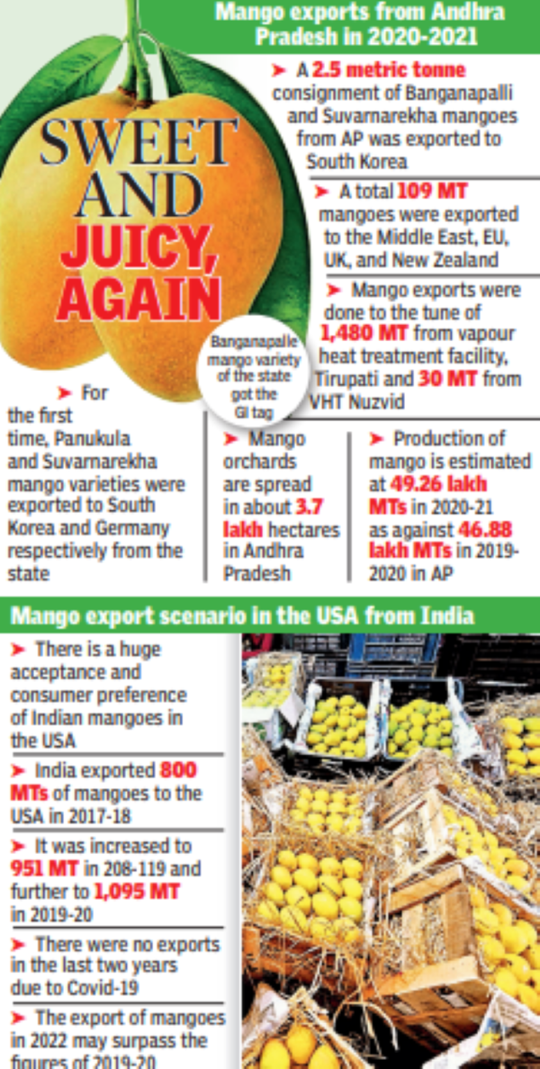 Mangoes From Ap To Line Us Shelves Again Visakhapatnam News Times