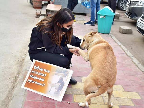 An initiative to help street dogs this winter - Times of India