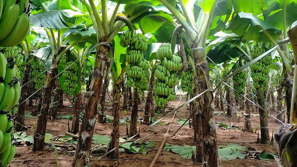 Banana Tamil Nadu Farmers Go Bananas Over Tropical Cash Crop Chennai