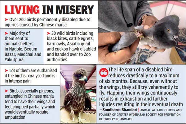 Chinese Manja Grounded These Birds For Life | Hyderabad News - Times of  India