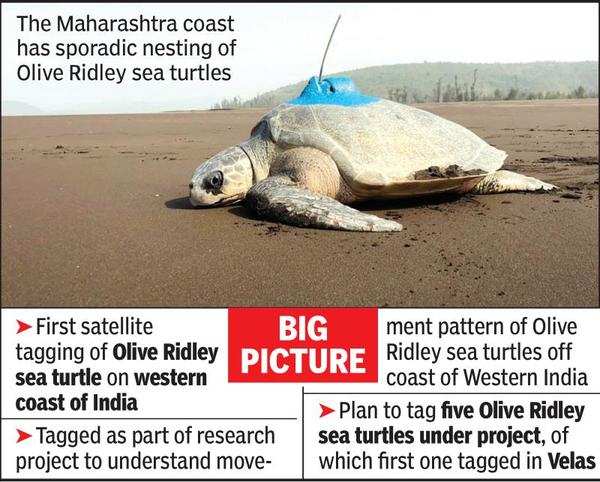 Maharashtra In A First Olive Ridley Turtle Satellite Tagged Nagpur News Times Of India 