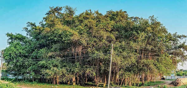 banyantree