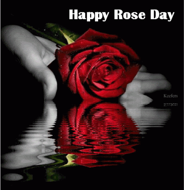 Happy Rose Day 2024 Images, Quotes, Wishes, Messages, Cards, Greetings