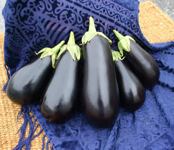 Santana Eggplant