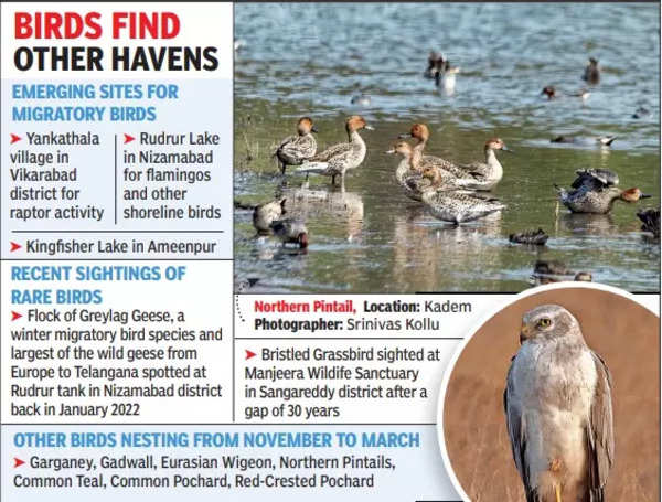 Winged guests snub Hyderabad lakes | Hyderabad News - Times of India