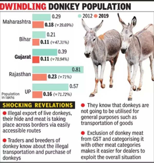 Donkey Population In The World – AVXVI