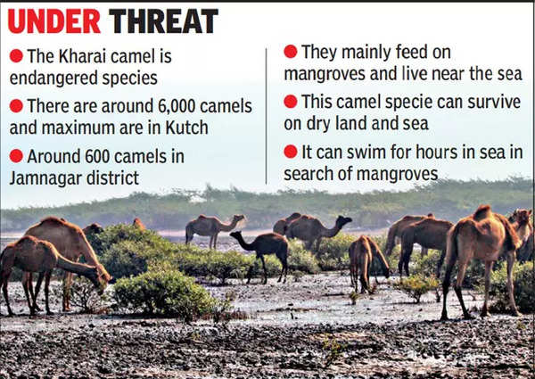 Endangered Kharai Camels Going Hungry | Rajkot News - Times of India