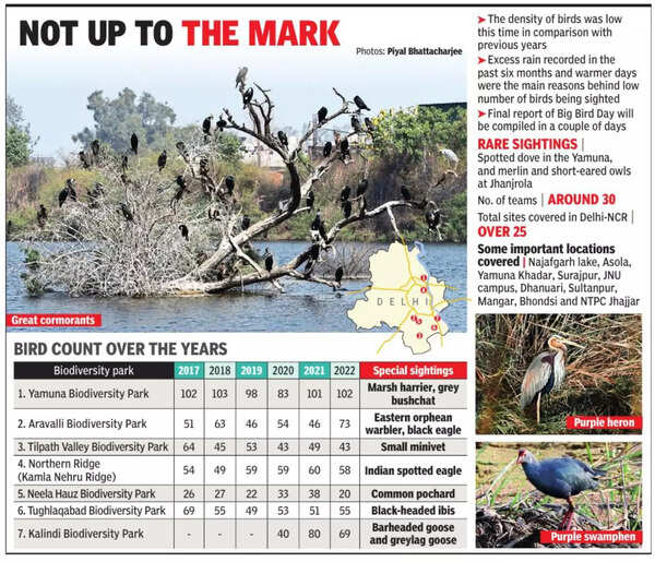 On Big Bird Day, birders witness dip in count, point at extra rain