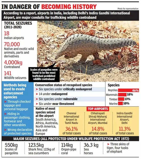 Why wildlife traffickers are getting caught at airports | Delhi News -  Times of India