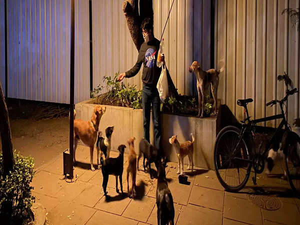 Anything for our pet pals': Ahmedabad youth takes it upon themselves to  take care of strays - Times of India