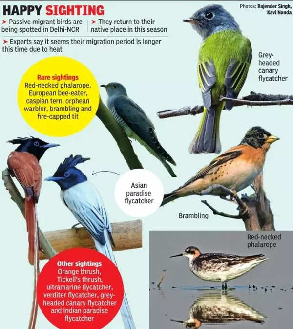 Early heat: Passive migrant birds stay longer than usual in Delhi NCR ...