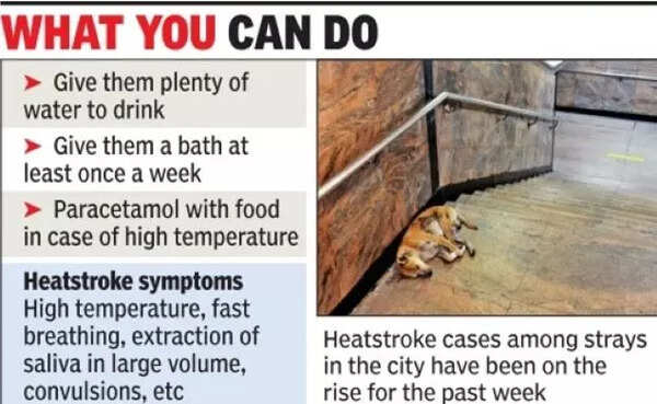 Heat takes toll on strays_ 1dies, many dehydrated,