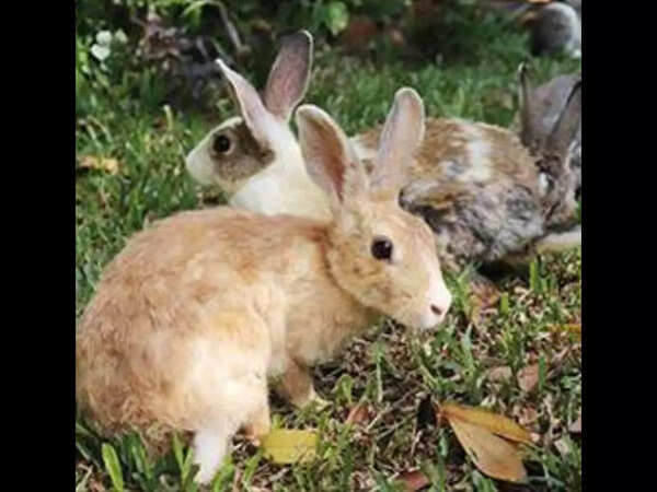 Kambli Gives Up Rabbits To Ngo As 1 Falls To Death | Mumbai News - Times of India Kambli Gives Up Rabbits To Ngo As 1 Falls To Death | Mumbai News - Times of India