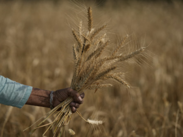 Heat wave scorches India's wheat crop, halts export plans
