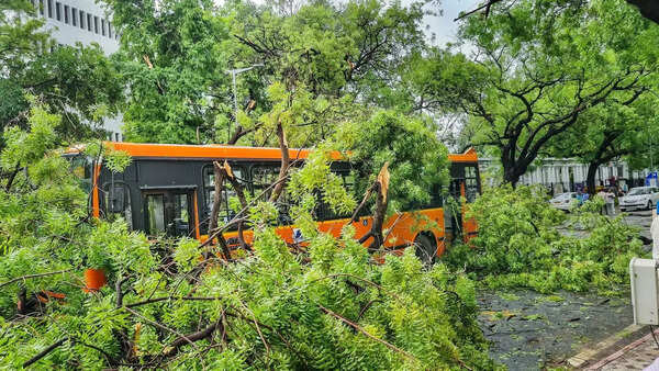 न्यू डी में बारिश के साथ धूल भरी आंधी के बाद उखड़ गया पेड़...