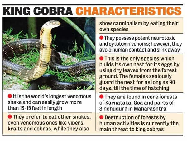 Cobras – characteristics and useful information