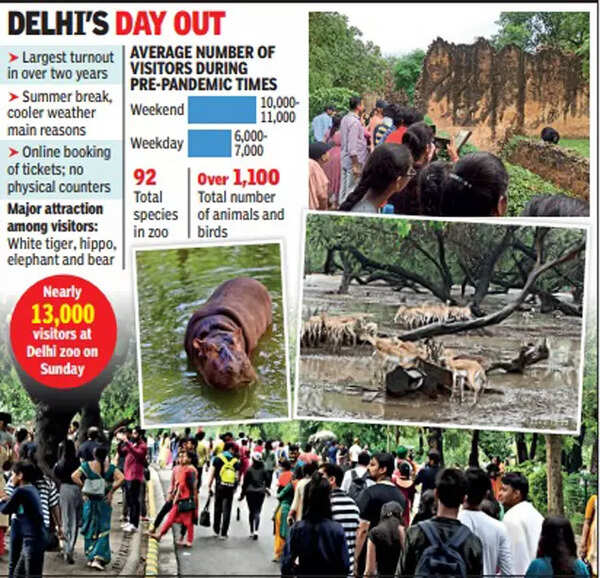 Super Sunday for Delhi zoo: Close to 13,000 visitors, highest in over 2 years | Delhi News - Times of India Super Sunday for Delhi zoo: Close to 13,000 visitors, highest in over 2 years | Delhi News - Times of India